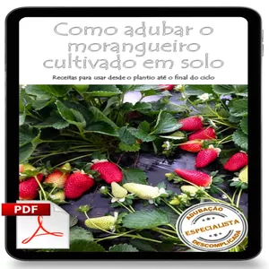 Imagem de capa para o Ebook Livro Digital | 1 unidade | Como adubar o morangueiro cultivado em solo - Receitas para usar desde o plantio até o final do ciclo