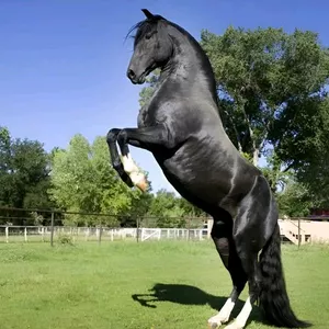 Imagen de portada para Curso online Productos de caballos 