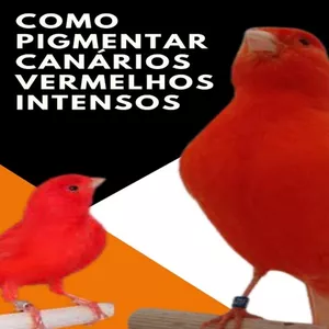 Imagem principal do produto COMO PIGMENTAR CANÁRIOS VERMELHOS INTENSOS