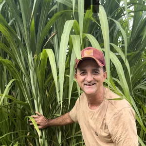 Imagem de capa para o Curso online DOMINANDO O BRS CAPIAÇU - DA ESCOLHA DA ÁREA AO PLANTIO