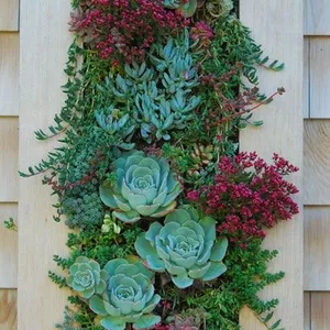 Imagen de portada para Curso online Curso de jardineria vertical y cuadros vivos