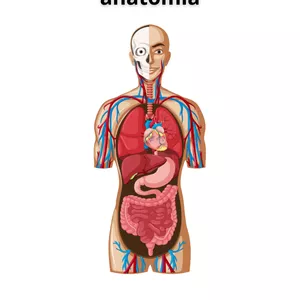 Imagem de capa para o Ebook Anatomia para iniciante