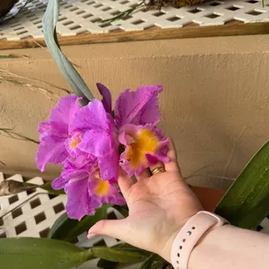 Imagen de portada para Curso online Cómo Cuidar tus Orquídeas