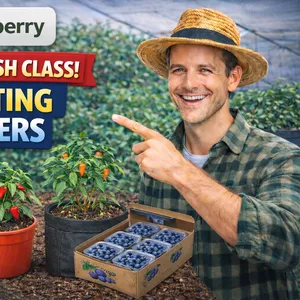 Cover image for Online course Pepper Plantation
