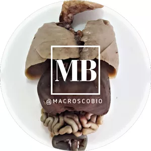 Imagem de capa para o Curso online Macroscopia de baixa e média complexidade 