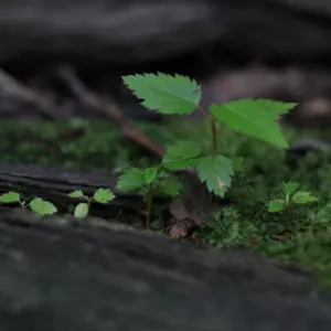 Imagem de capa para o Curso online Produção de solo orgânico 