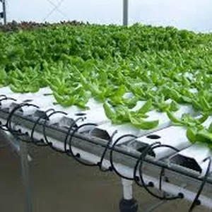 Imagen de portada para Curso online hidroponia 