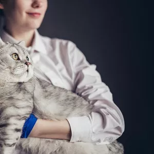 Imagen de portada para Curso online Manejo Empático y Respetuoso Felino  Silver