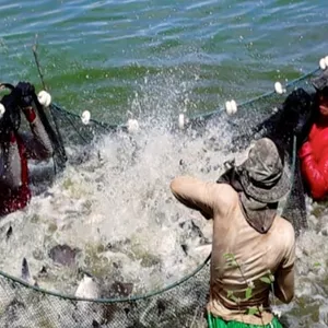 LANÇAMENTO 2021-CURSO ONLINE DE CRIAÇÃO DE TILÁPIAS EM SISTEMA POLITRÓFICO