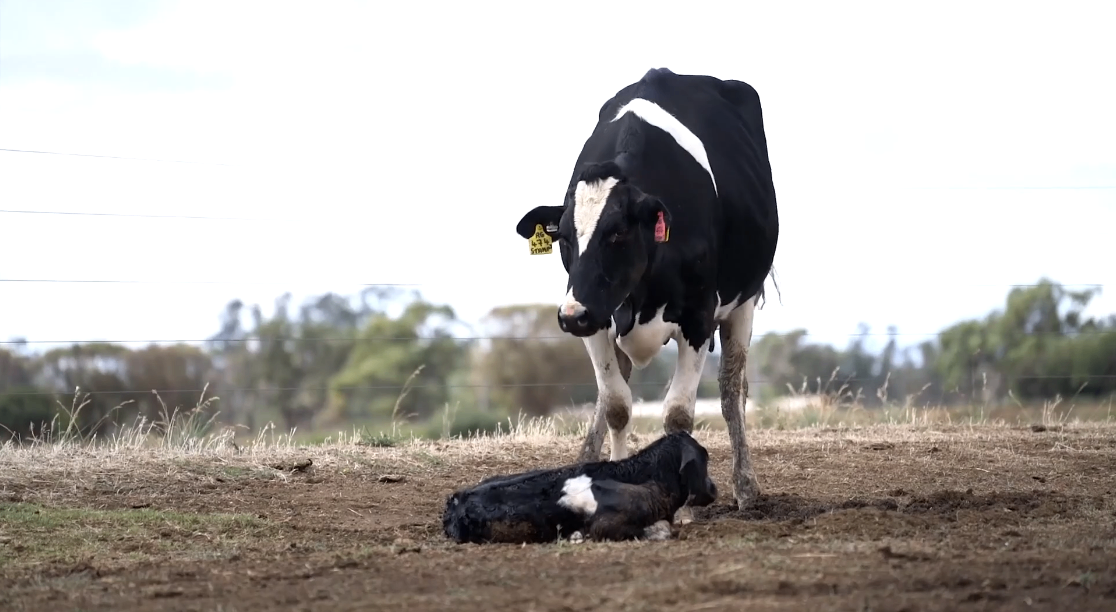 Veganismo Consciente. Saúde, Impacto Ambiental e Outros Tantos Assuntos — imagem 4