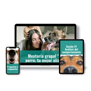 Imagen de portada para Curso online Mentoría grupal tu perro, tu mejor aliado