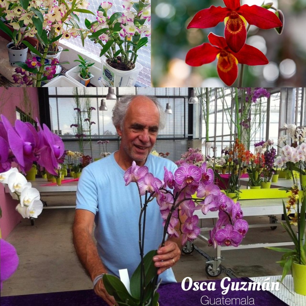 Osca Guzmán 