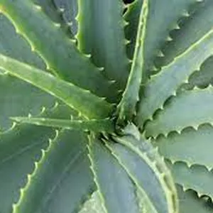 Imagem de capa para o Curso online Curso de Plantas Medicinais e Fitoterapia: O poder da natureza em suas mãos!