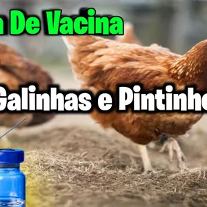 Imagem de capa para o Ebook Tabela de vacinas para galinhas completa 