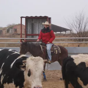 Imagen de portada para Curso online CABALLOS DE VACA 30 DÍAS