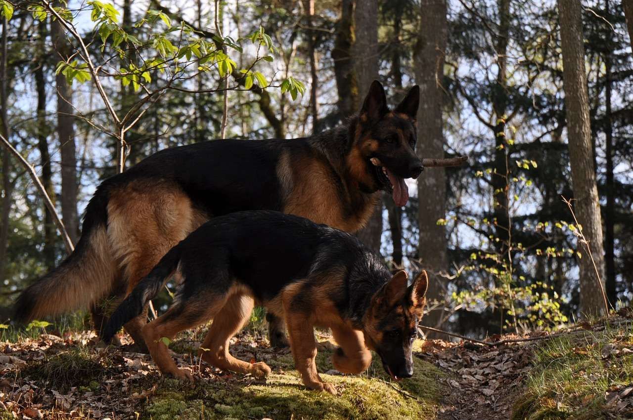 Cuidados básicos para o Bem Estar animal — imagem 2