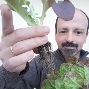 Imagen de portada para Curso online Iníciate en la huerta cultivando tus lechugas
