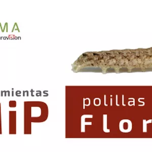 Imagen de portada para Curso online (MIP2) Herramientas para el control de polillas Noctuidae