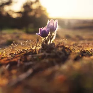 Imagen de portada para Ebook Sanación y Crecimiento Personal: Un Viaje Espiritual Inigualable