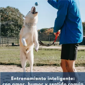 Imagen de portada para Curso online EntrenamientoDog