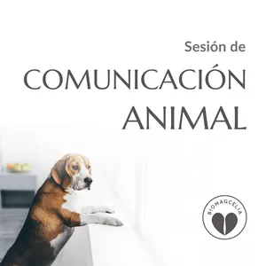 Imagen de portada para Curso online Comunicación animal
