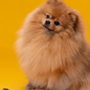 Imagem de capa para o Ebook Como evitar doenças em cães e gatos