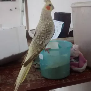 Imagem de capa para o Serviço online Criação, adestramento e cultivo de calopsitas