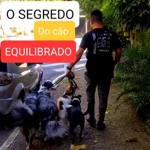 Imagem do curso O segredo do cão equilibrado