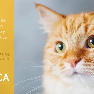 Imagen de portada para Curso online Programa Certificación de Experto/a en Cosmetología y Dermocosmética Animal (Nivel Avanzado)