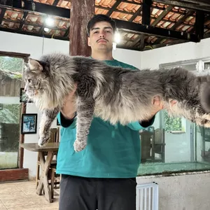 Imagem de capa para o Ebook Gatos: Gastos Altos com Ração e Veterinário ? Descubra a Solução para a Saúde do Seu Gato – Guia para Tutores e Veterinários e Alimentação Natural para Felinos
