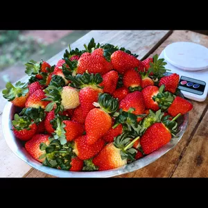 Imagem do curso Morango em Estufa