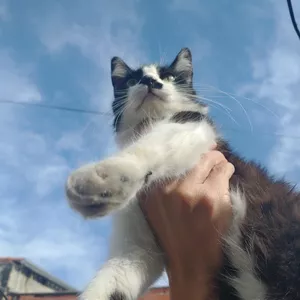 Imagem de capa para o Curso online Foto de Gato Para Ilustração