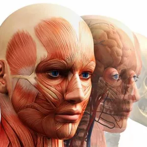 Imagen de portada para Ebook ANATOMÌA DE LA CABEZA Y EL CUELLO