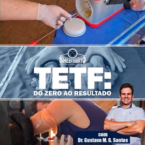 Imagem de capa para o Curso online TETF: DO ZERO AO RESULTADO