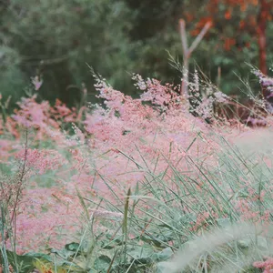 Imagem de capa para o Curso online Planta Gramínea