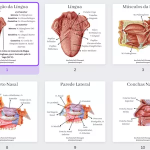 Imagem de capa para o Ebook Flash Cards de Anatomia Sistêmica
