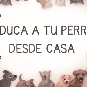 Imagen de portada para Ebook Educa a tu perro desde casa 