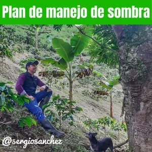Imagen de portada para Curso online Plan de manejo de sombra