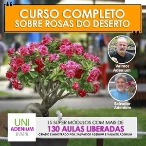 Imagem de capa para o Curso online CURSO DE ROSAS DO DESERTO COMPLETO - Método do Produtor Uni Adenium