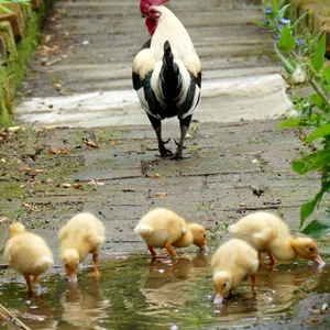 Imagen de portada para Ebook Descubre y Colorea la Granja: Libro Interactivo para Niños