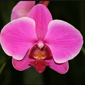 Imagem de capa para o Curso online Cultivo do Orquídeas