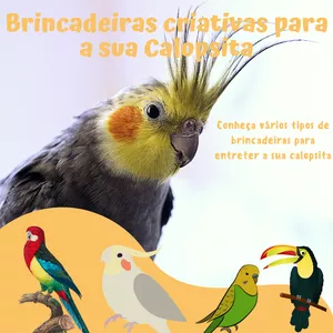 Imagem de capa para o Ebook Brincadeiras criativas para calopsita