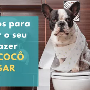 Adestramento  para fazer xixi e cocô no local certo 