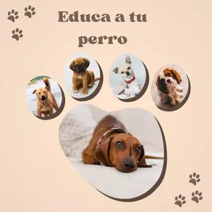 Imagen de portada para Ebook Aprende a como Educar a tu perro