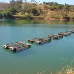 Imagem de capa para o Curso online  TILÁPIAS EM TANQUES-REDE: BOAS PRÁTICAS E CONTROLES DE PRODUÇÃO E CUSTOS