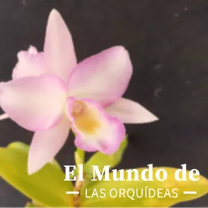 Imagen de portada para Curso online El Mundo de las Orquídeas y su Cultivo 