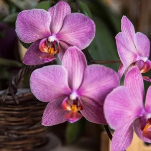 Imagem de capa para o Ebook Guia Completo para o Cultivo de Orquídeas em Casa