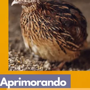 Imagem de capa para o Ebook Ração para codornas