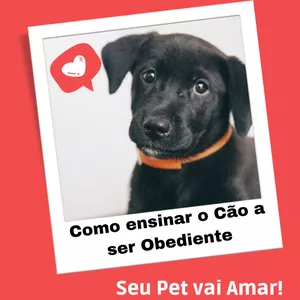 Curso Como Ensinar o Cão a ser Obediente