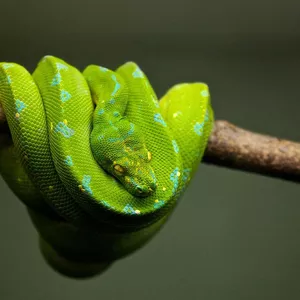 Imagem do curso Acidentes com animais peçonhentos